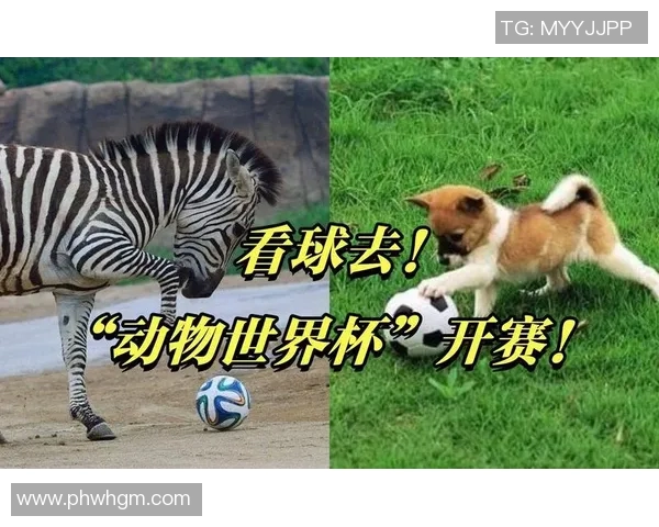 动物世界的足球明星们如何在绿茵场上展现非凡才华与魅力 动物世界的足球明星们如何在绿茵场上展现非凡才华与魅力